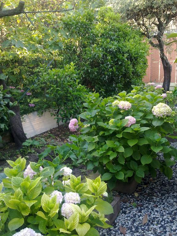 Eco B&B I Due Oleandri Marina Di Carrara Eksteriør bilde